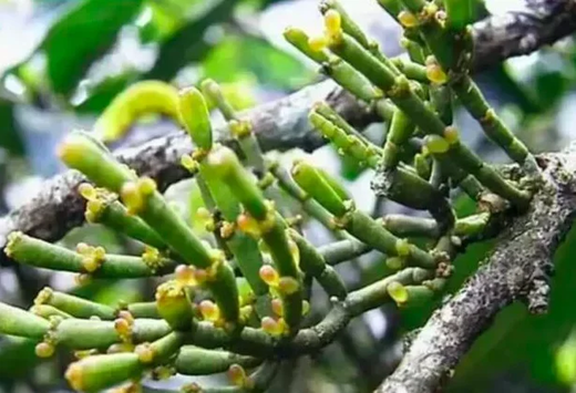 Шу Пуер Краб'яча Нога 2018р